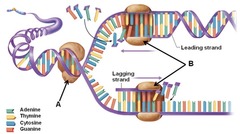 What is the specific role of the enzyme indicated by B during the formation of the new DNA strands?