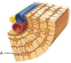 What is the term for the layers of bony matrix surrounding the cell at A?


periosteum 
lamellae 
endosteum 
lacunae