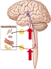 What neuron runs from the CNS to the autonomic ganglion?