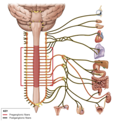What part of the autonomic nervous system is represented in the image?
