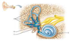 What part of the inner ear houses the receptor organ of hearing, the spiral organ (organ of Corti)?