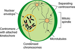 what phase is this:
beginning of mitosis
•nuclear membrane dissolve
•chromosomes condense into rod like structures