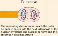 what phase is this?
stage where mitosis is complete
•nuclear membrane forms around each set of chromosomes
•chromosomes unwind
