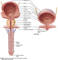 What region of the male urethra runs through the urogenital diaphragm, extending about 2 centimeters from the prostate to the beginning of the penis?