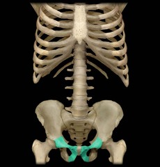 What regions of the hip bones articulate to form a symphysis?