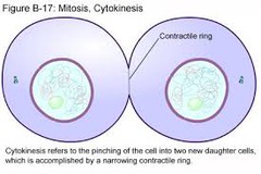 What stage is this called? The cell splits into two identical cells