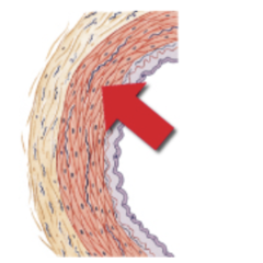 What tissue types and features are found in the layer indicated by the red arrow?