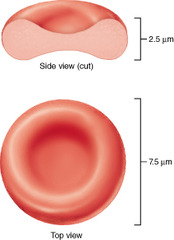 What triggers erythropoietin (EPO) production to make new red blood cells?
reduced availability of oxygen 
 a high hematocrit 
 excess oxygen in the bloodstream 
 too many platelets