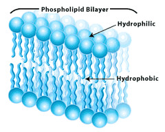 What two major types of biological molecules compose the majority of the cell membrane in Model 2?
