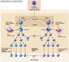 What type of cell is the precursor to the helper T cell?