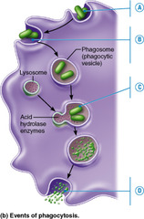 What type of immune system cell performs the most phagocytosis in the body?