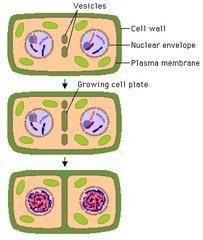 When a cell plate divides into 2 cells. This animation illustrates the events of _____.