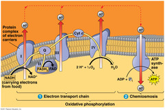 When electrons are released from the electron acceptor molecules, what else is produced?