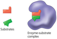 When substrate molecules bind to the active site of the enzyme, the enzyme undergoes a slight change in shape