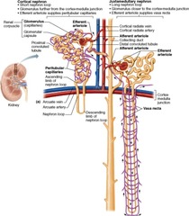 Where does the efferent arteriole of the juxtamedullary nephron carry blood to?