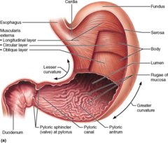 Which area of the stomach adjoins the small intestine?

fundus 
pylorus 
cardia 
body