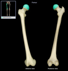 Which bone articulates in the acetabulum?