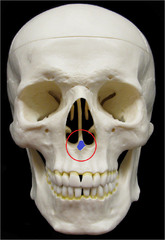 Which bone forms the inferior portion of the nasal septum?