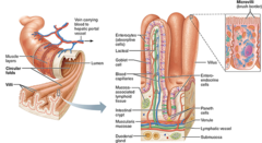 Which cells in the small intestine's mucosa secrete mucus?

goblet cells 
enteroendocrine cells 
enterocytes 
Paneth cells