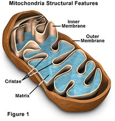 Which cellular organelle is seen in this figure?