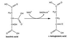 Which compound is being reduced in the reaction shown in Figure 5.1?

Isocitric acid and -ketoglutaric acid
-ketoglutaric acid and NAD+
NAD+
NADH
NADH and isocitric acid