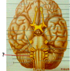 Which cranial nerve innervates most of the visceral organs?