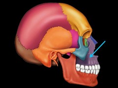 Which facial bones fuse to form the upper jaw?