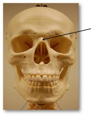 Which facial bones makeup the central portion of the bridge of the nose?