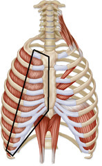 Which group of muscles draws the ribs together and depresses the rib cage; aids in expiration