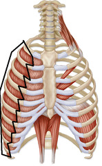 Which group of muscles expands the rib cage and aids in inhalation?
