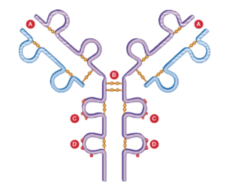Which label or labels indicate(s) the antigen binding site?