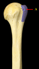 Which landmark is found on the proximal end of the humerus?