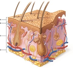 Which layer is composed primarily of dense irregular connective tissue?

A) A 
B) B 
C) C 
D) D