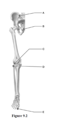 Which letter indicates the proximal articulation between the tibia and fibula and is a diarthrotic joint?
a.
b.
c.
d.
e.
