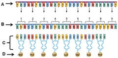 Which letter is pointing to an mRNA molecule?