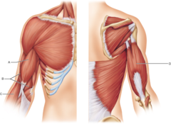 Which letter represents the biceps brachii muscle?

A 
B 
C 
D