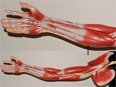 Which muscle adducts the wrist?