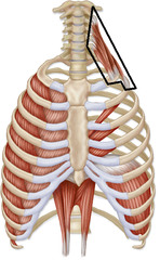 which muscle assists with inspiration and expansion of the chest by elevating the first 2 ribs?