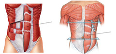 Which muscle compresses the abdomen and flexes the spine?