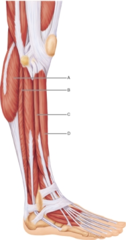 Which muscle has a unipennate arrangement of fascicles?

A 
B 
C 
D