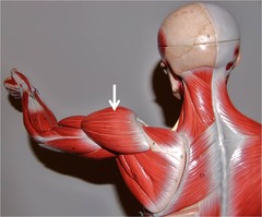 Which muscle is a prime mover for abducting humerus?