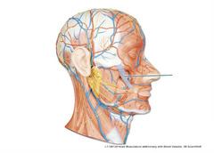 Which muscle is highlighted?
A. masseter
B. zygomaticus major
C. orbicularis oris
D. risorius
