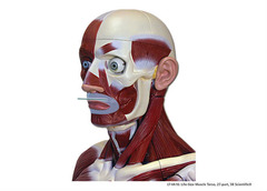 Which muscle is highlighted?
A. mentalis
B. buccinator
C. orbicularis oris
D. orbicularis oculi