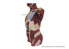 Which muscle is highlighted?
A. pectoralis minor
B. subclavius
C. teres major
D. serratus anterior