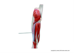 Which muscle is highlighted?
A. semimembranosus
B. biceps femoris
C. vastus lateralis
D. semitendinosus
Submit