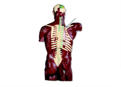 Which muscle is highlighted?
A. teres major
B. deltoid
C. latissimus dorsi
D. supraspinatus
