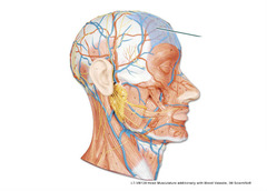 Which muscle is highlighted?
A. zygomaticus minor
B. orbicularis oculi
C. epicranius (frontal belly)
D. temporalis