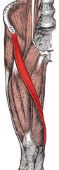 Which muscle is involved in crossing one leg over the other while in a sitting position?