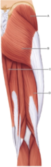 Which muscle is represented by the letter D?

semimembranosus biceps femoris 
gracilis 
semitendinosus