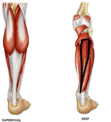 Which muscle is the prime mover for plantar flexion?